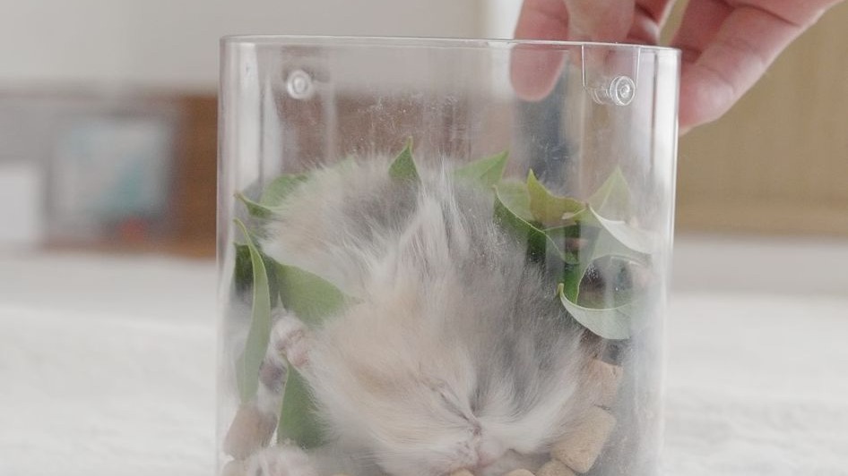 你好，你的奶正在偷吃小料....