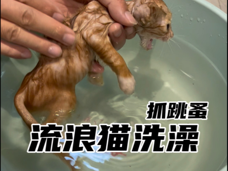 捡的小猫咪洗干净啦，不再是流浪猫了