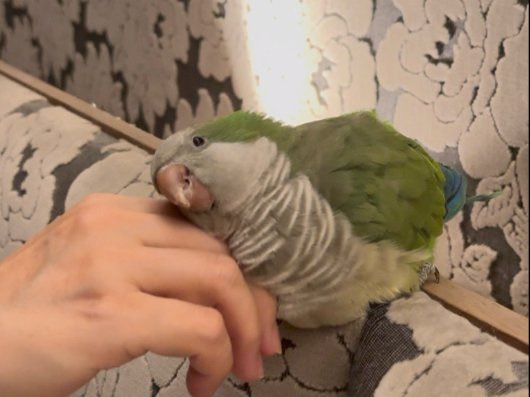 被一只鹦鹉‘小鸟依人’地贴着，心都化了