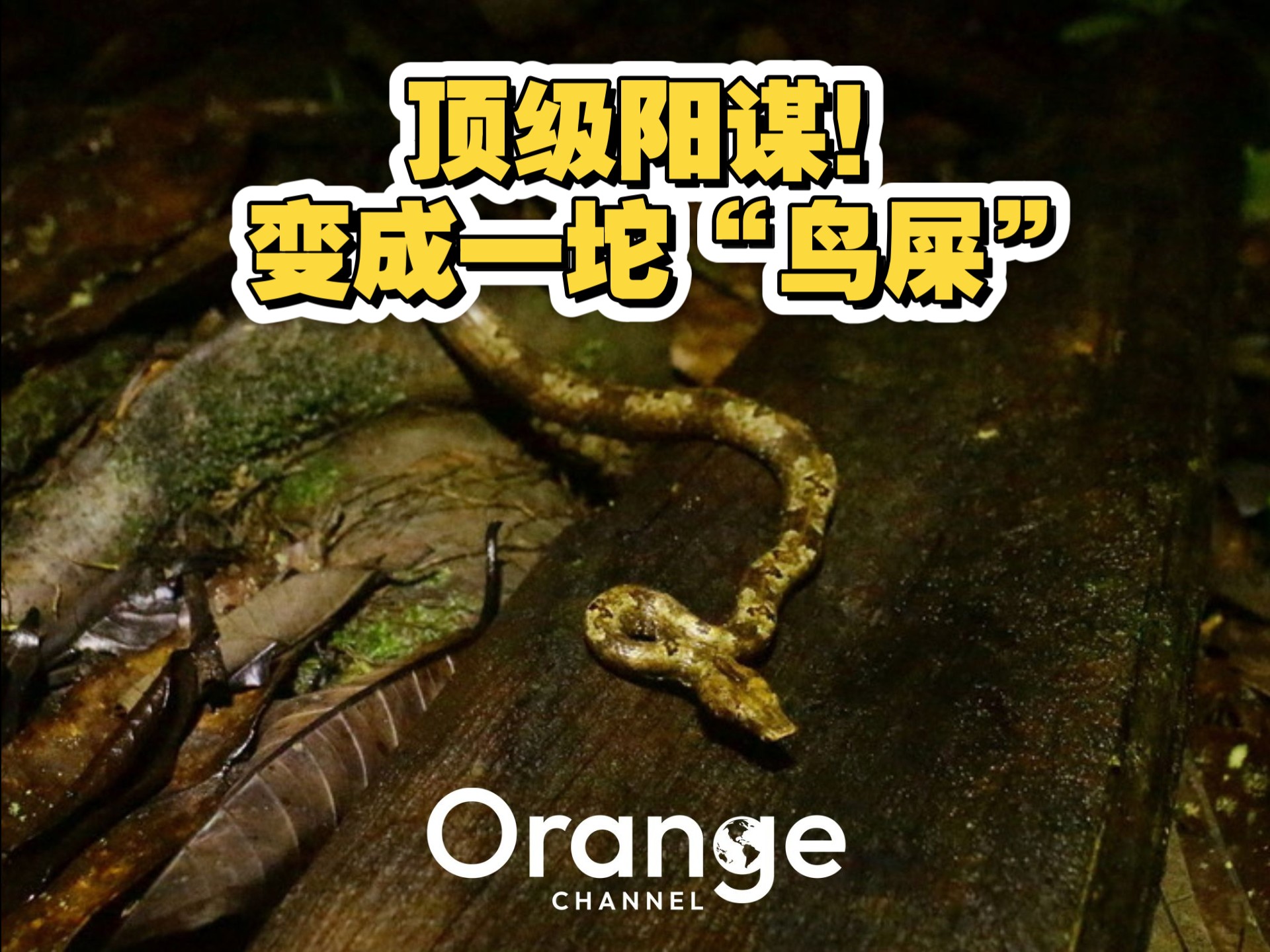 顶级生存策略！变成一坨鸟屎！笑什么笑！很当代的好吗？（太平洋树蚺）