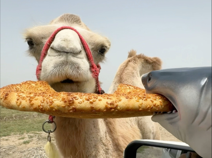 大白兔终于好了