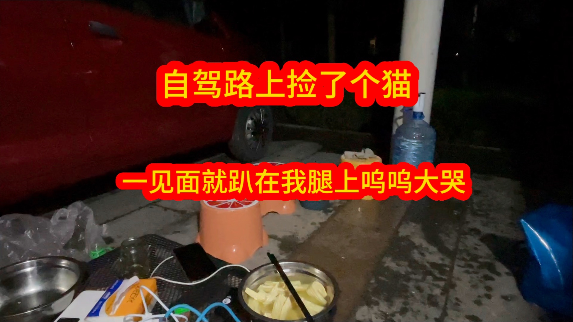自驾游路上捡到流浪猫，一见面扑进我怀里呜呜大哭，到底怎么回事
