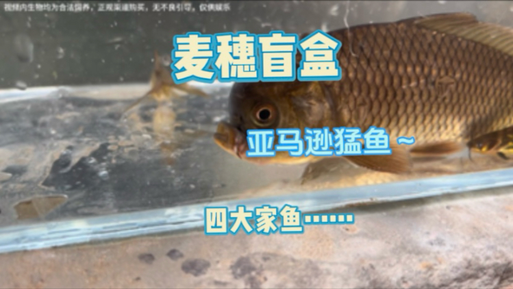 今天直接拿下两包鱼，这是第二包撒网老头去亚马逊给我抓的！四大