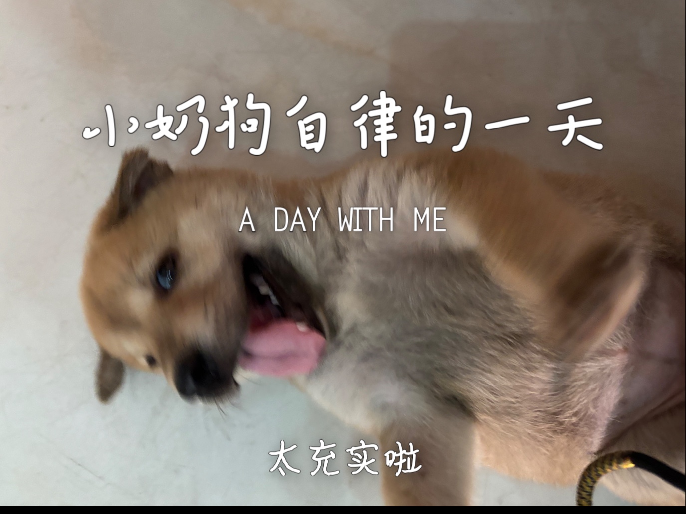 小奶狗自律的一天