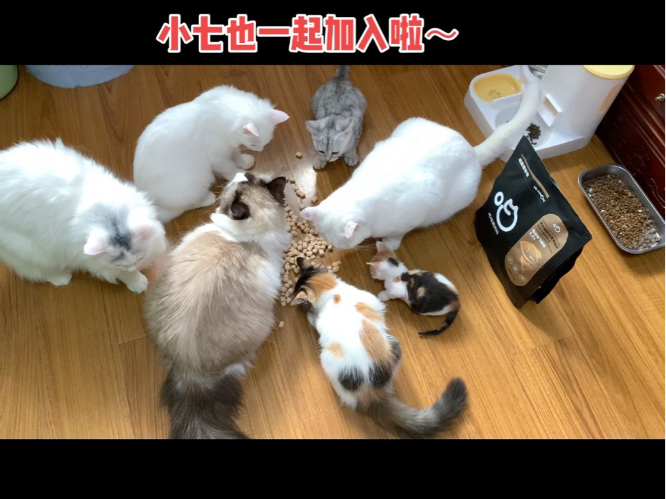 热烈庆祝抗日胜利80周年给小猫咪集体吃冻干开罐罐啦～#抗日胜