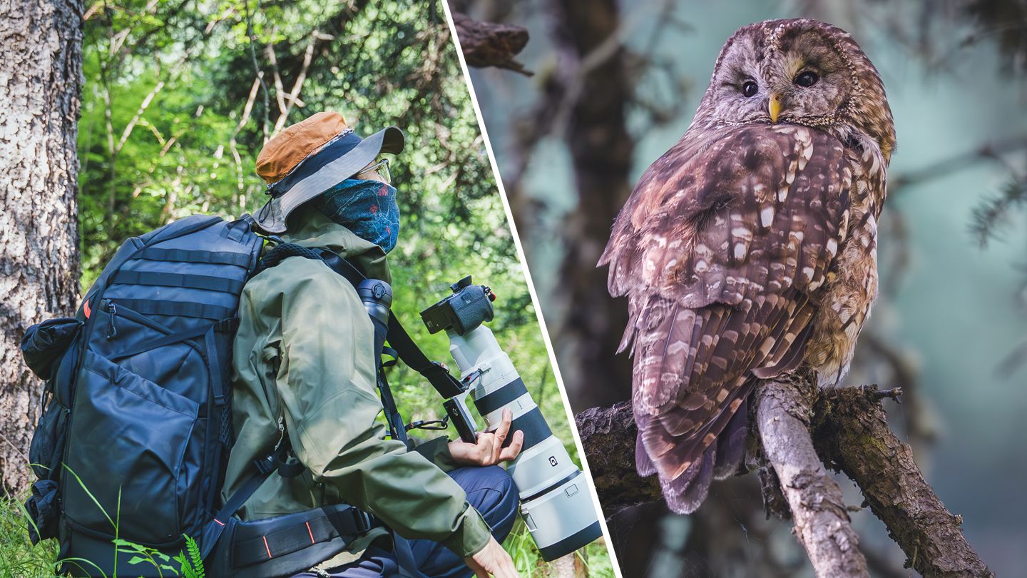 探寻唯一只分布在中国的猫头鹰