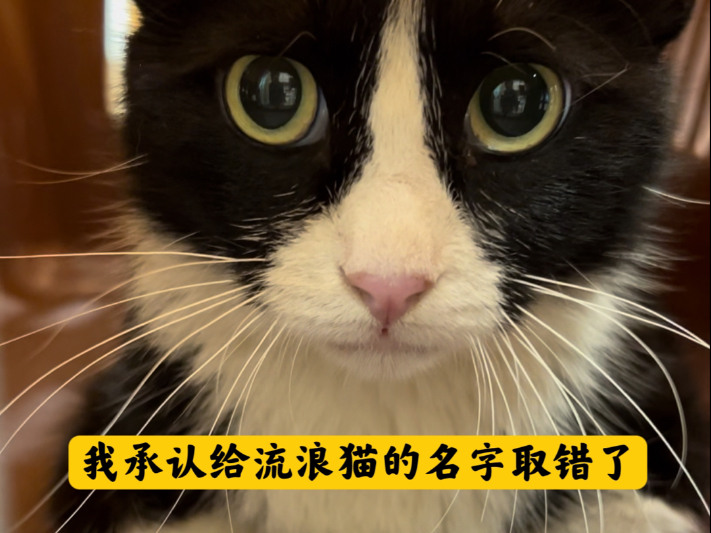 我承认给流浪猫的名字取错了