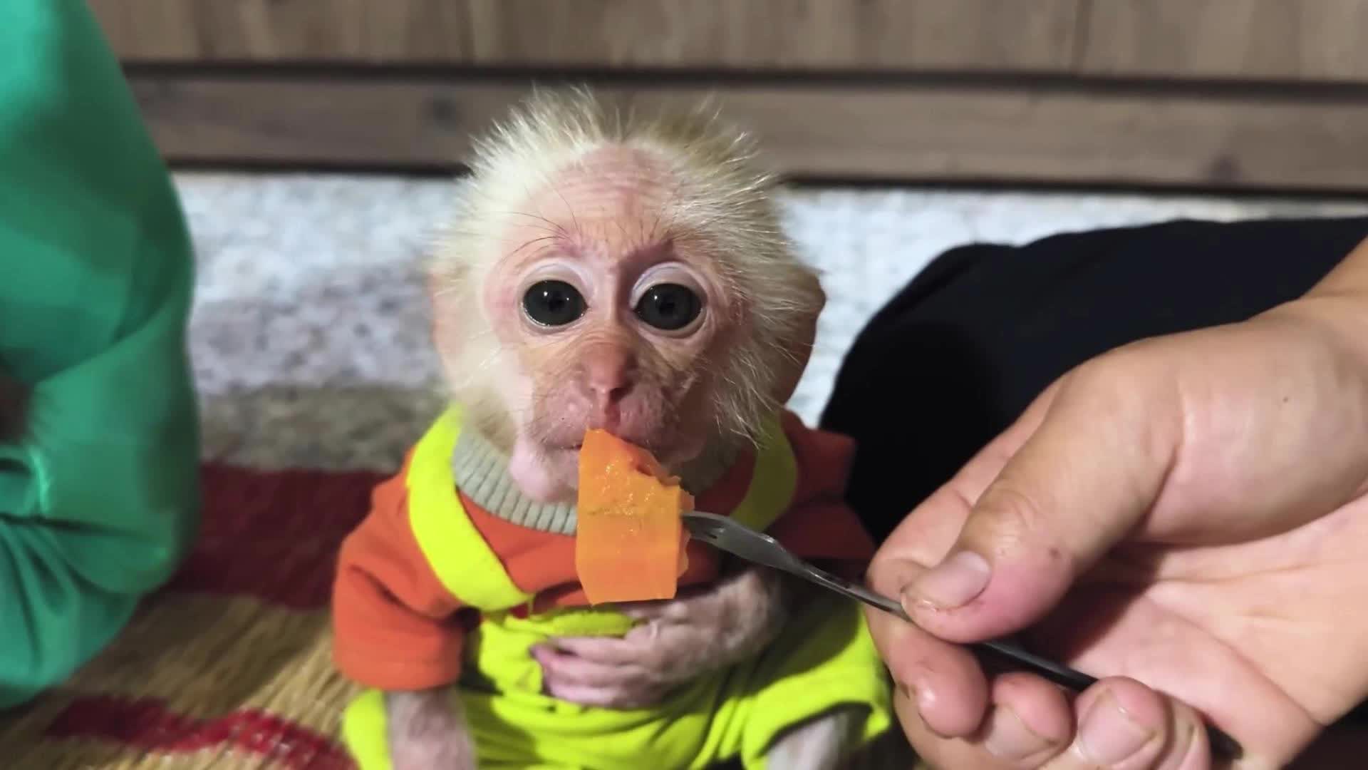 爸爸妈妈这么晚了还没回家，猴哥俩拖着被子在门口睡着了