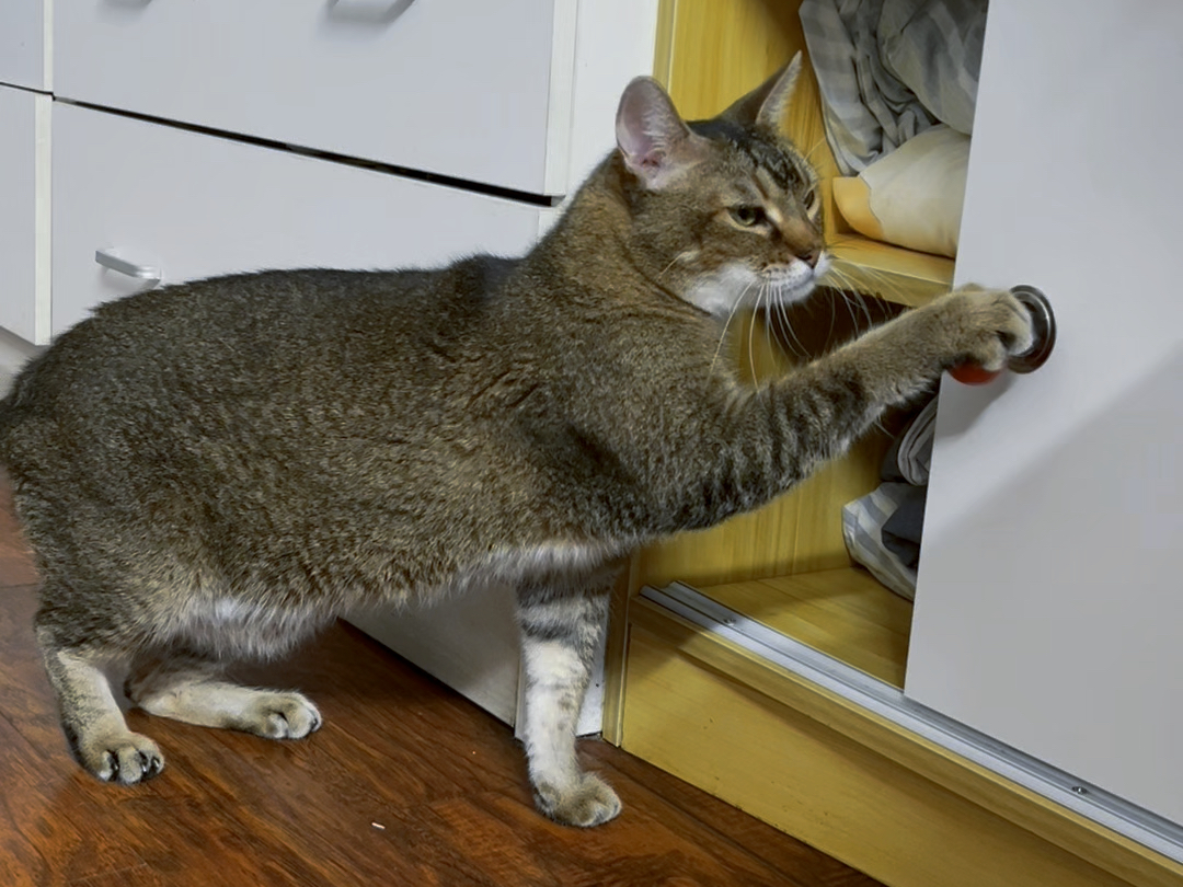 DD猫：这个家没有我就得散了