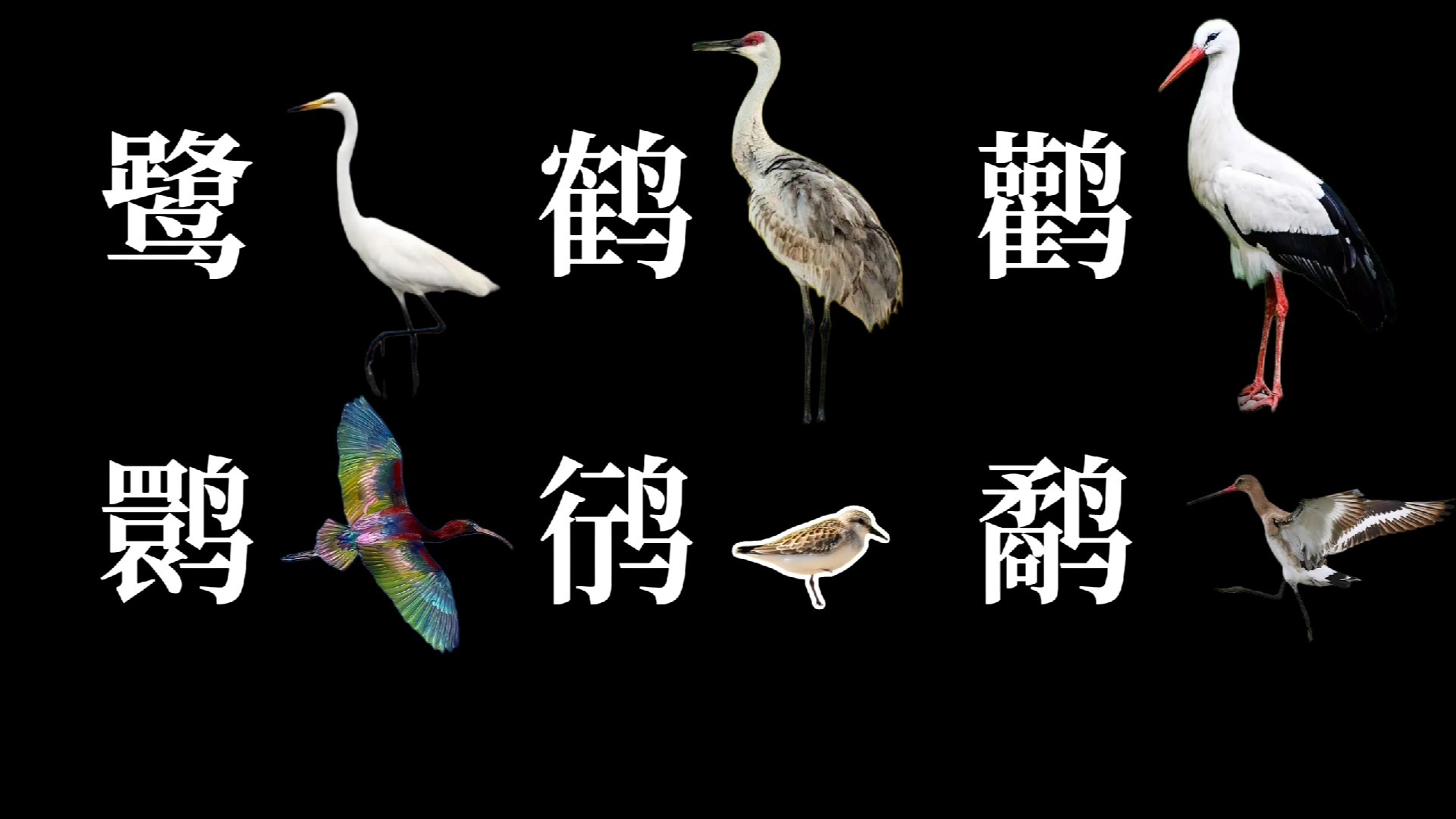 如何分辨这些湿地上的鸟类