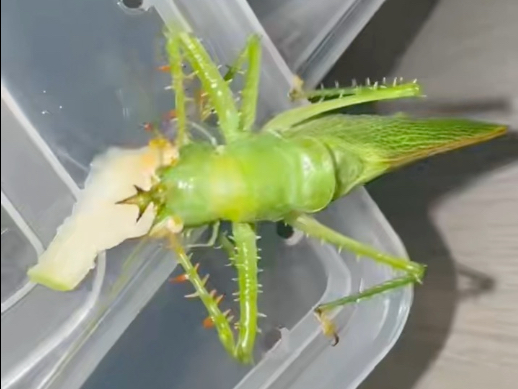 一对鬼王螽斯Panacanthus cuspidatus