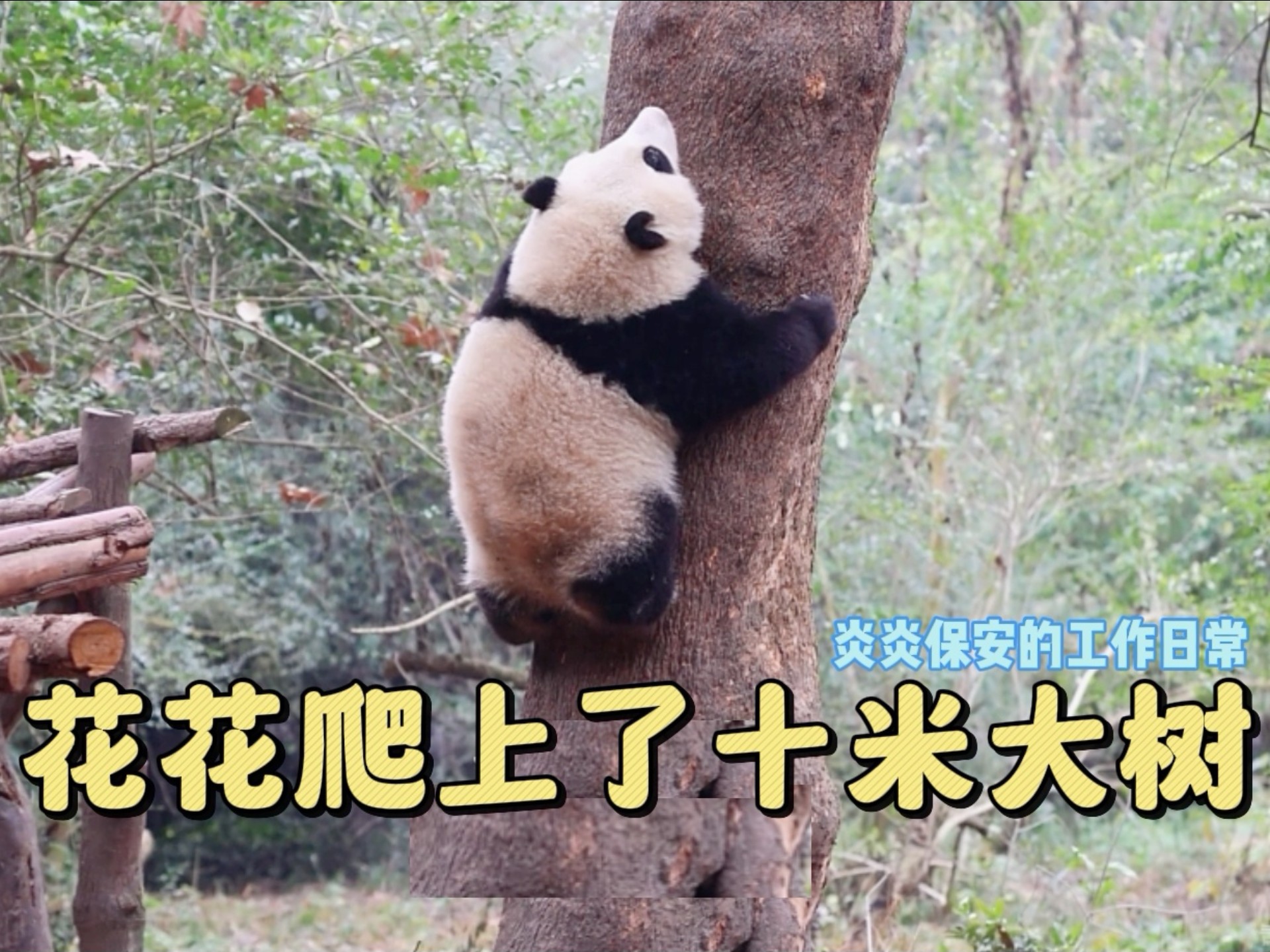 花花爬上了十米大树