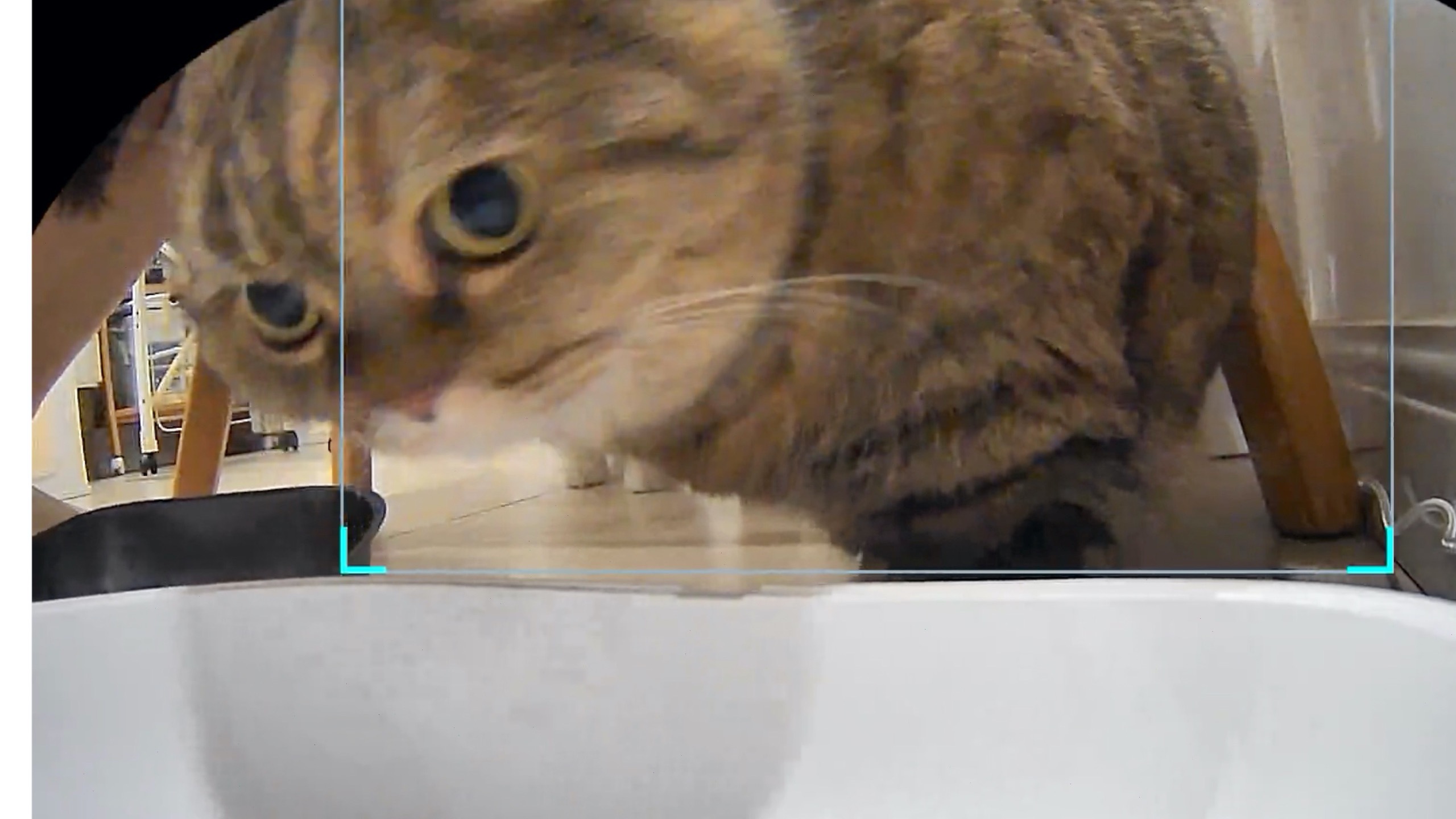 把馋猫的饭碗拿走就会得到一只大喊大叫的猫 ！