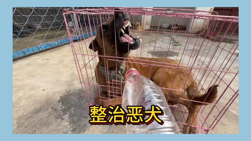 洋气难过美人关，还是卡山有定力