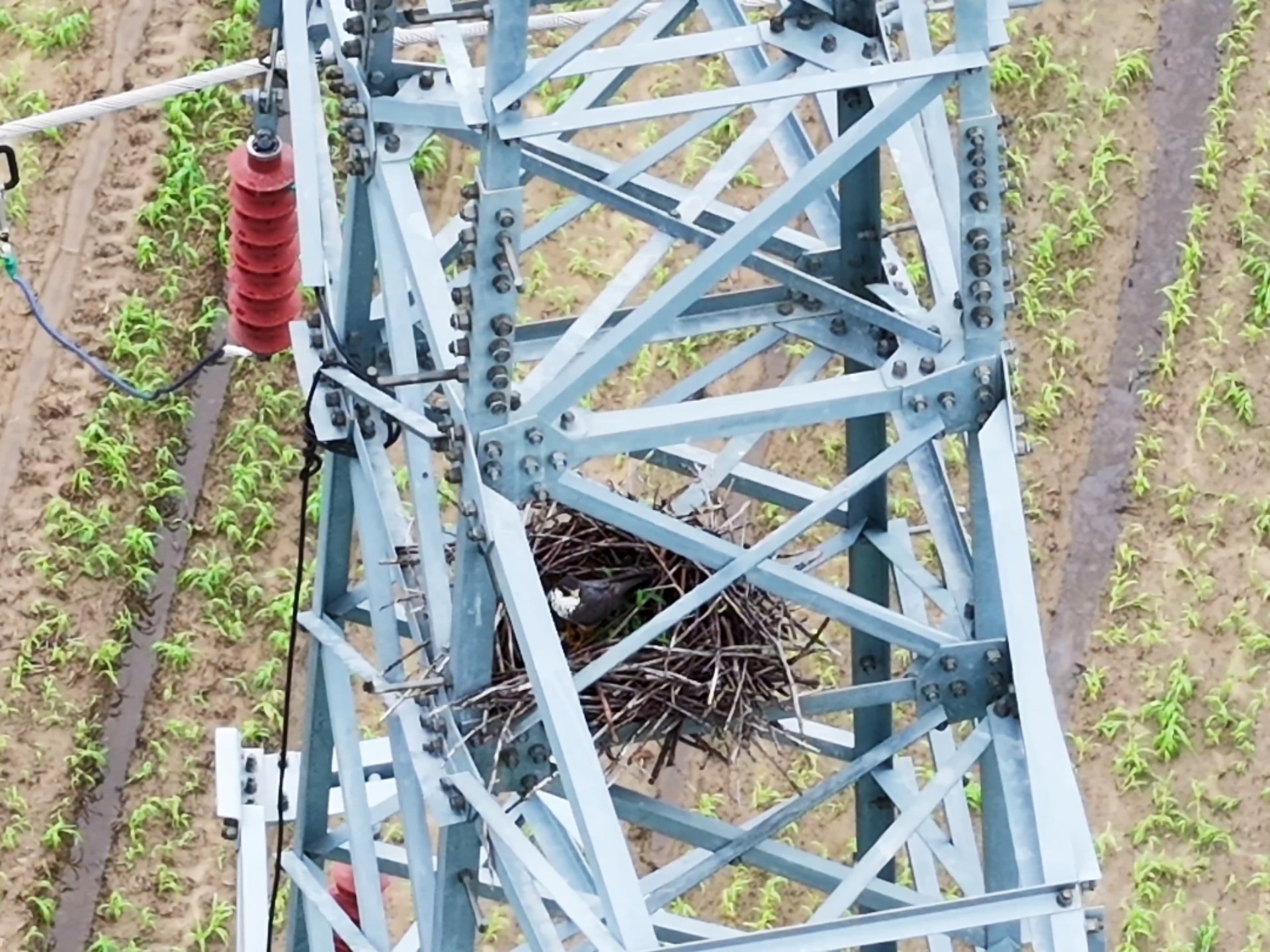 在家附近繁殖的燕隼，不知道为啥窝没了！