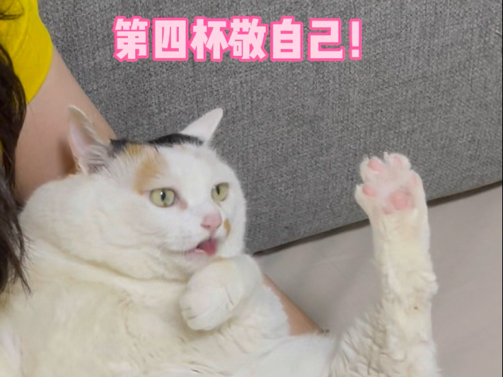 敬自己！小猫咪的心酸酒，喝不完啊！