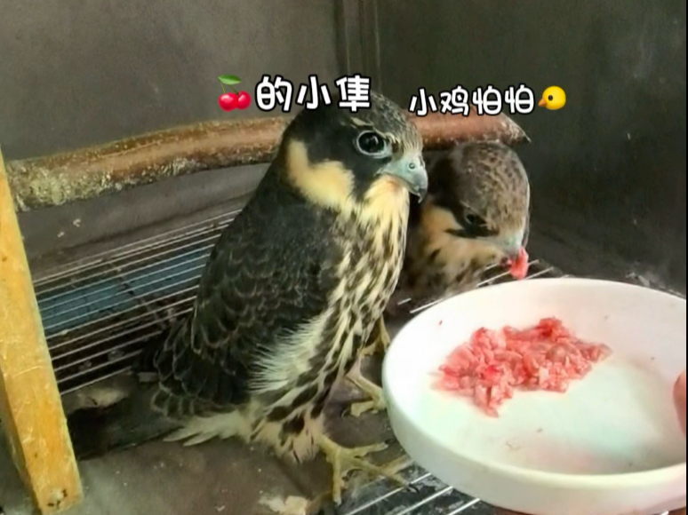 两只小燕隼合体了