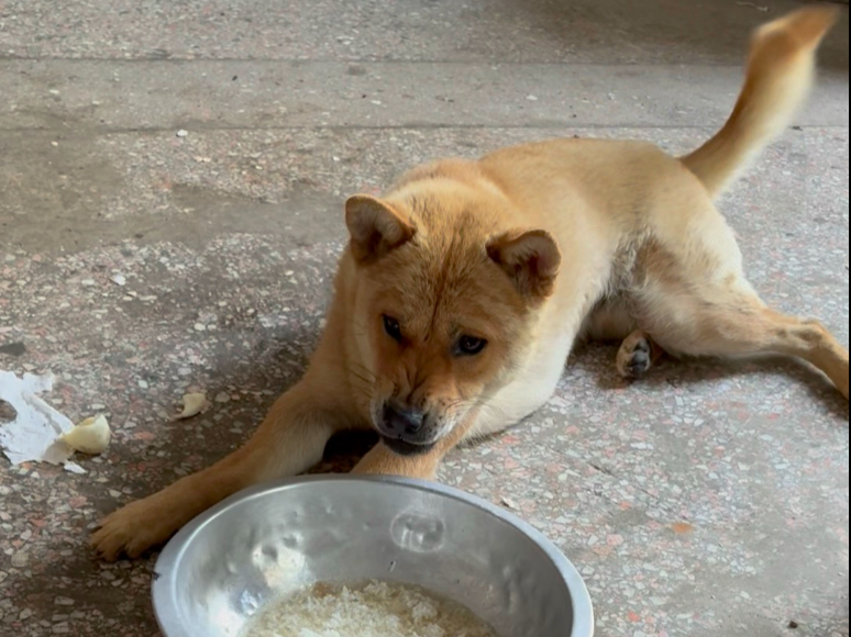 田园犬地位已分清，佐助老大，大胃袋第二，吉祥最后