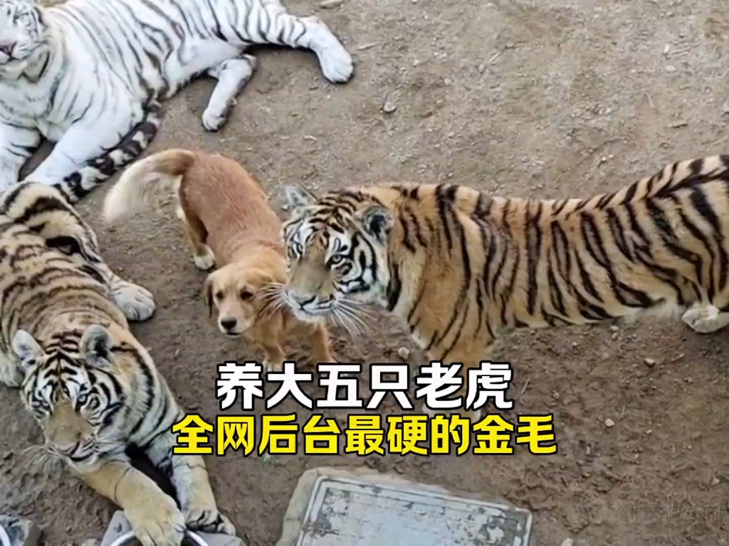 萌宠解说  动物迷惑行为  搞笑动物