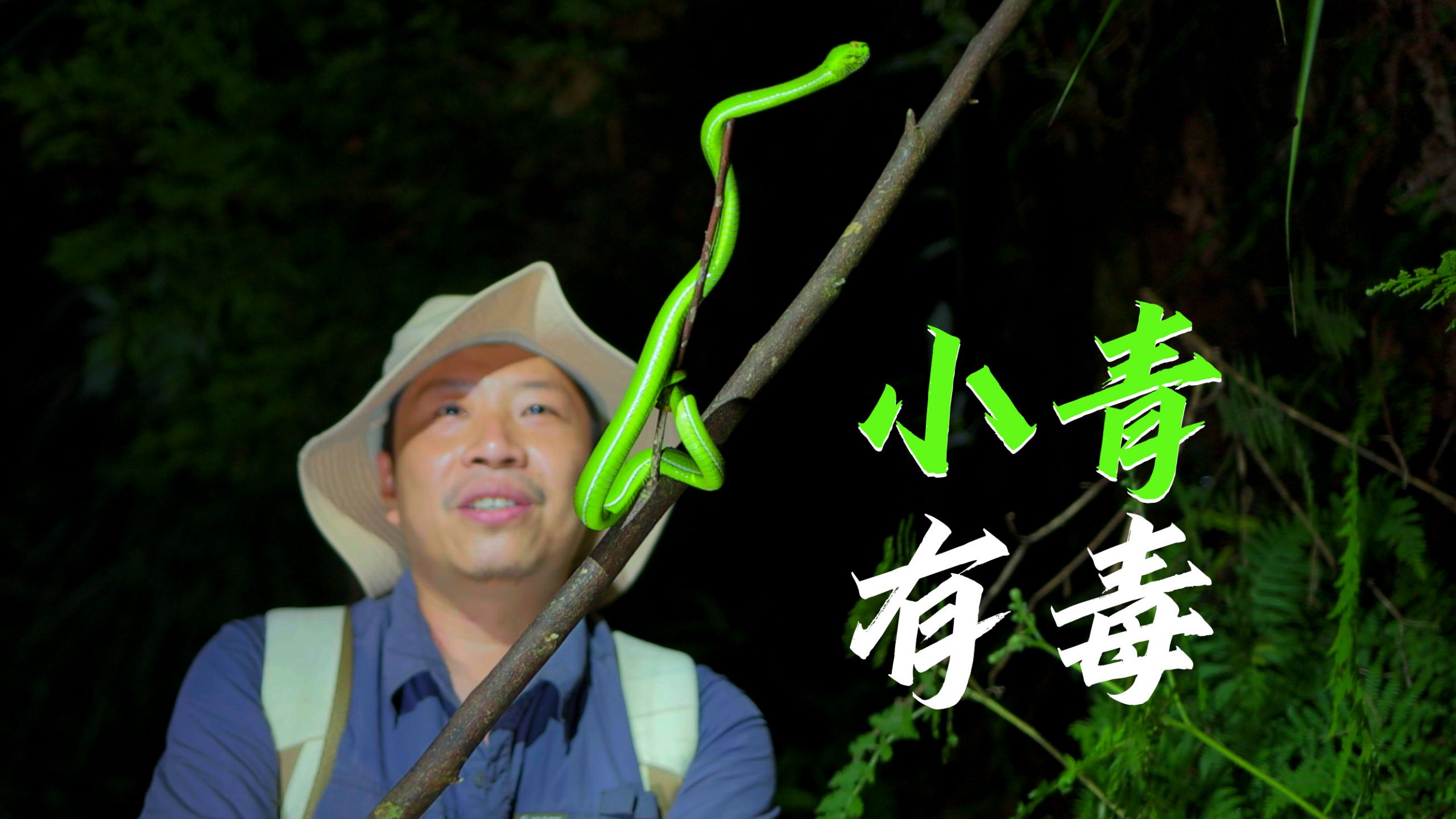 不是所有小青都可爱，这可是毒小青