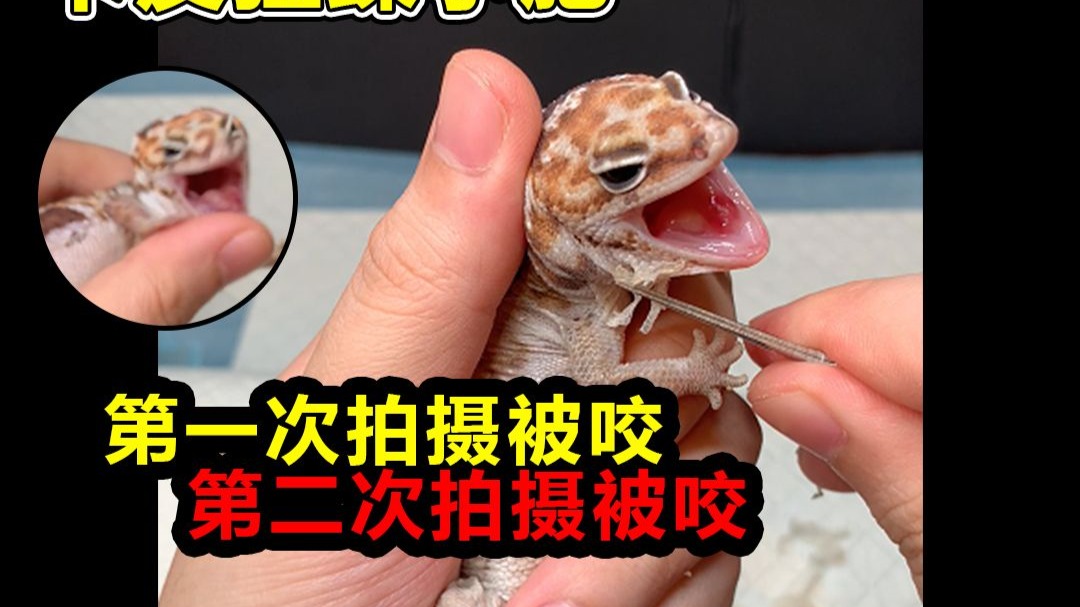 处理卡皮，今日失手被擒，一而再再而三。