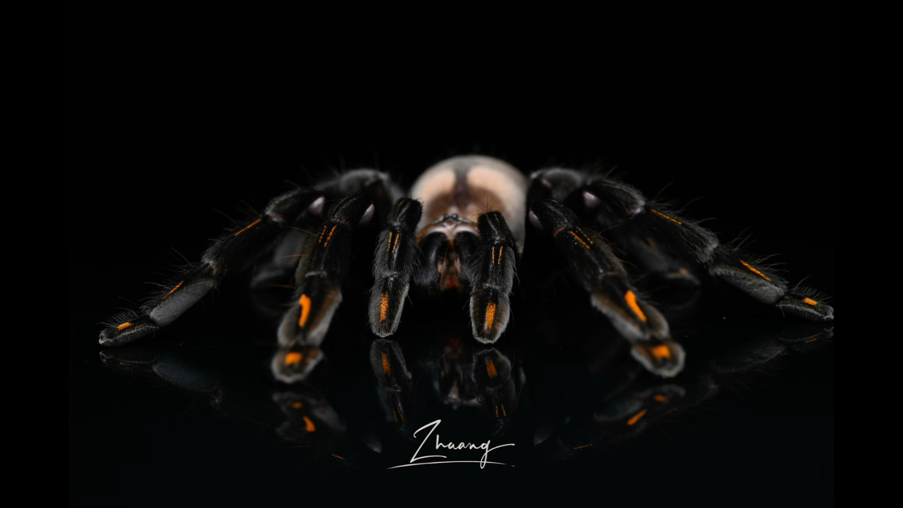 拍一组家里的帅蜘蛛