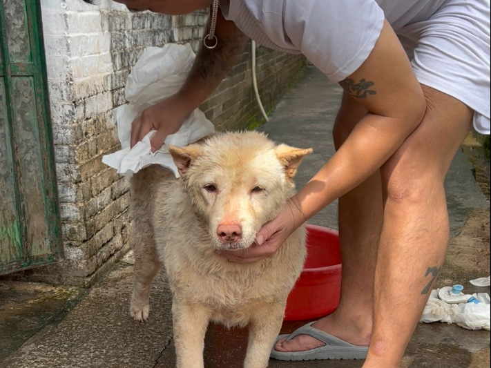 擦身时刻：老友闭眼，享受每一寸被温柔抚过的皮毛