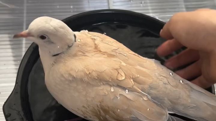 爱干净的懂事咕咕