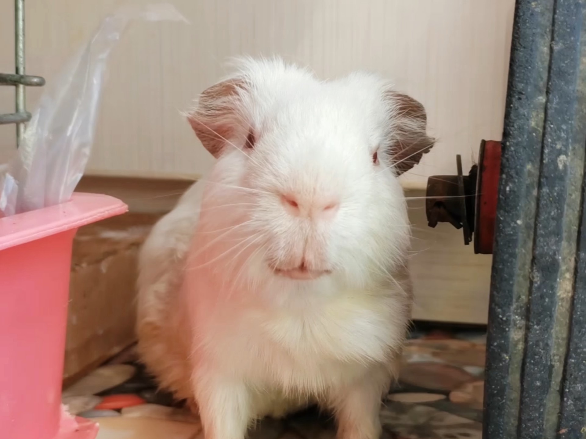 今天是超凶的八岁老桶桶