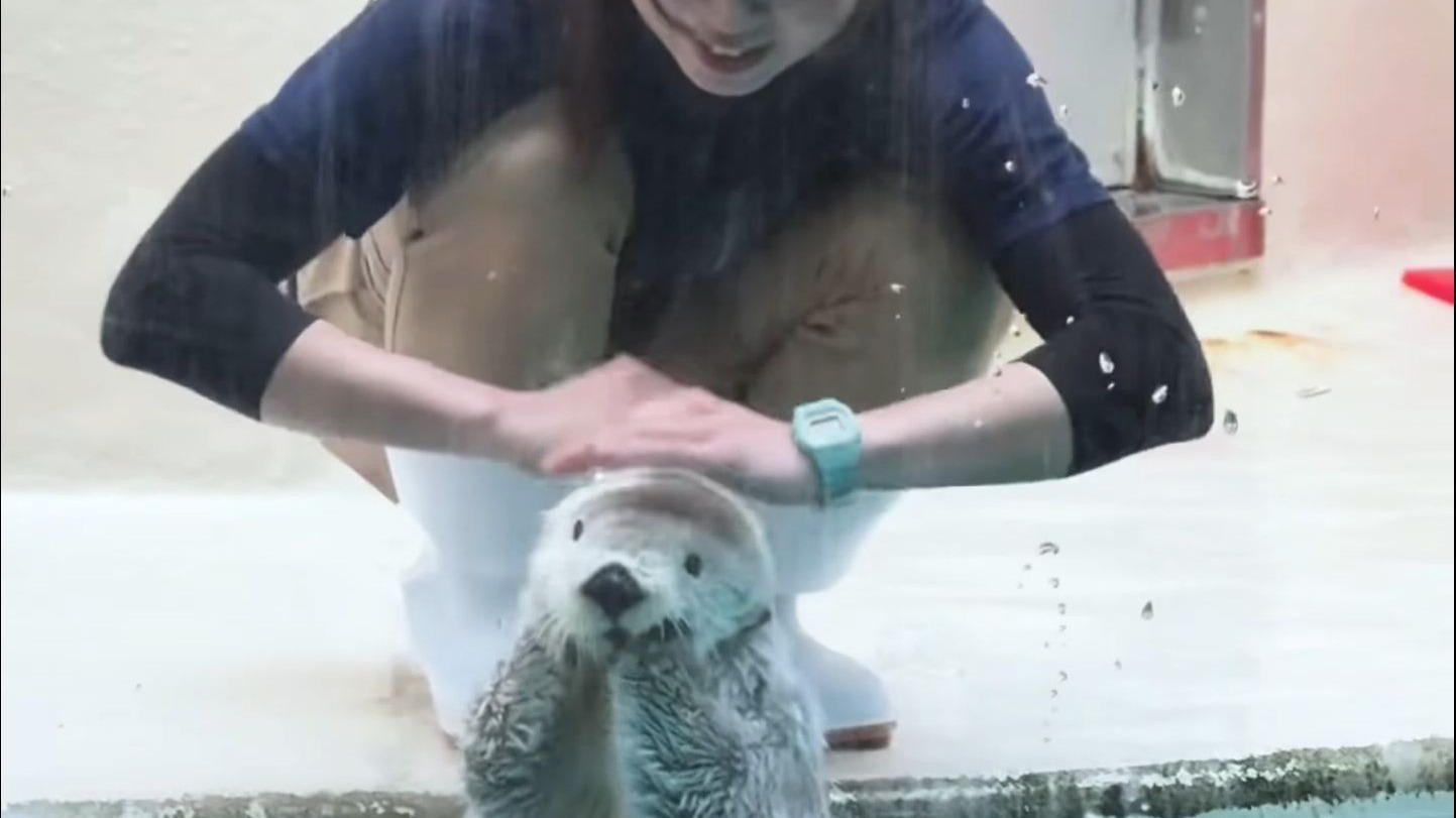 海獭：都不白来噢