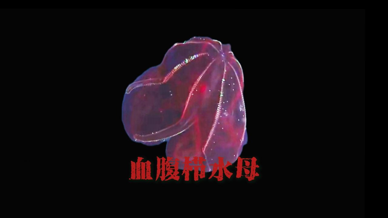 【oc动物塑】血腹栉水母——永不干涸的血色