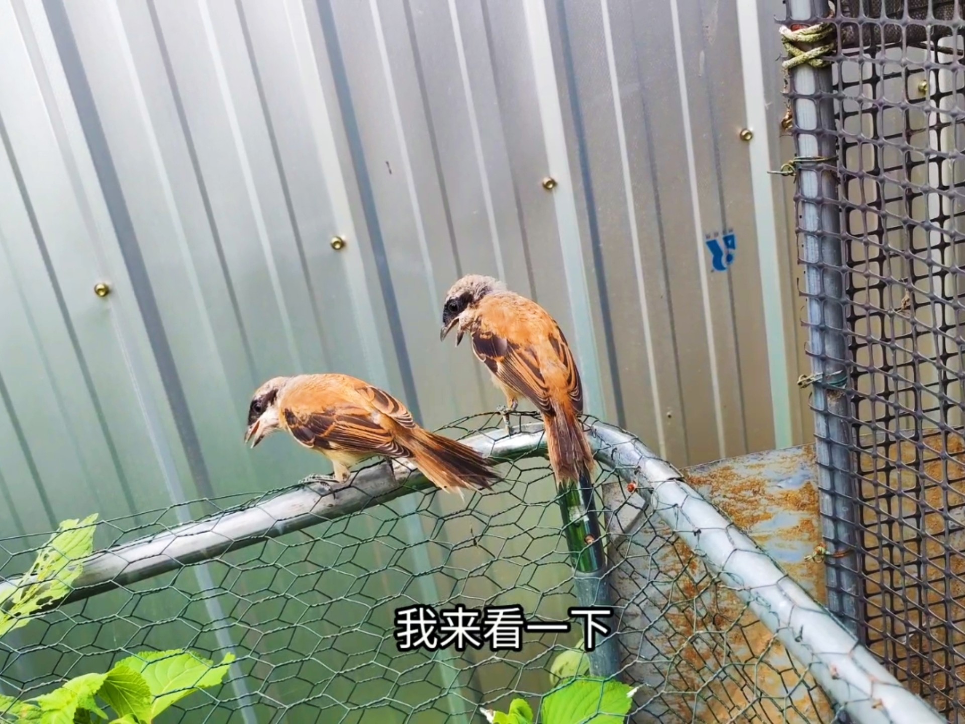 防蛇小能手，喂鸟发现屠夫鸟在这报警，盲猜肯定是有辣条来了！