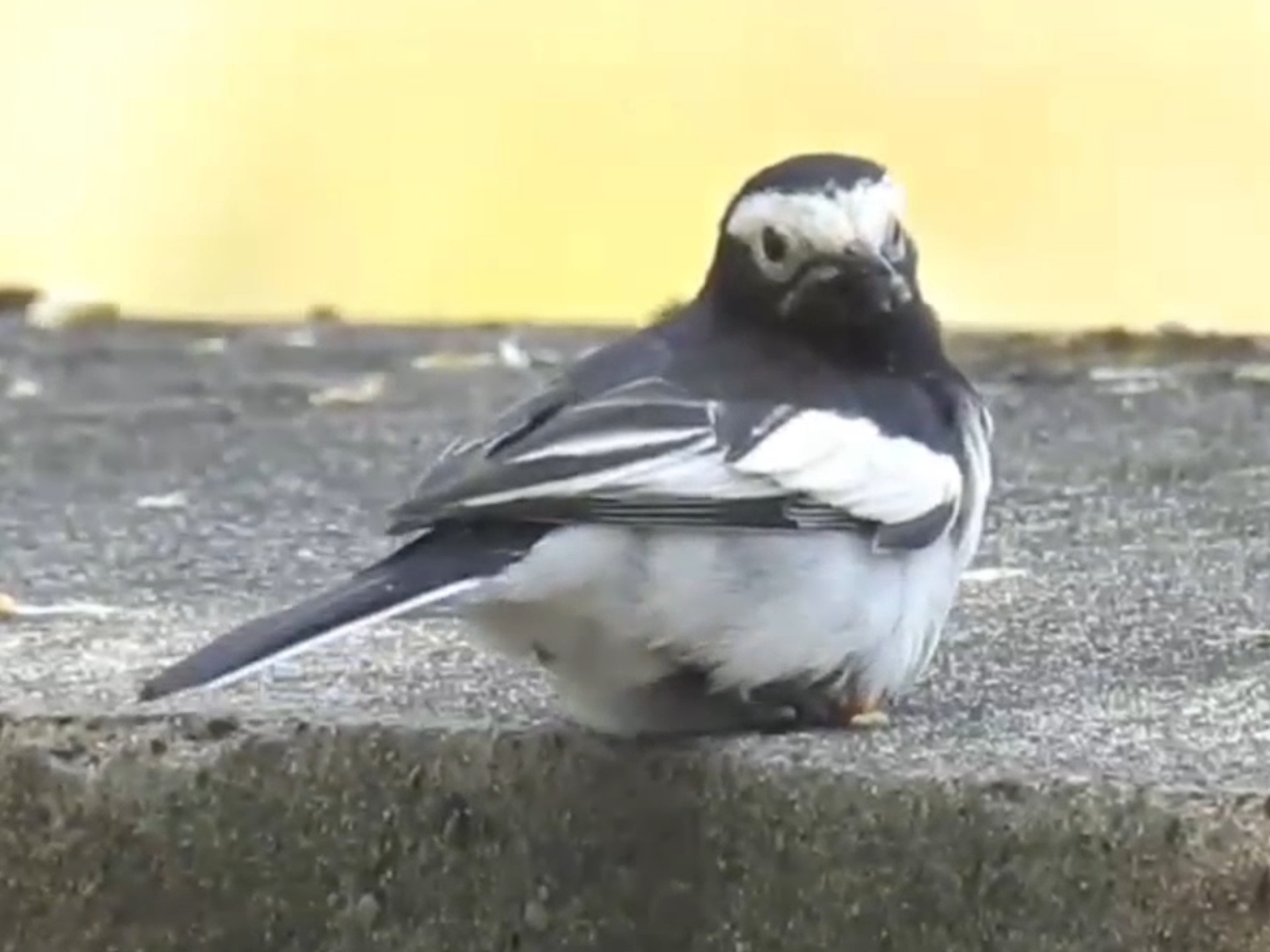 “呐，和我坐一会吧。”冰鹡鸰如是说。