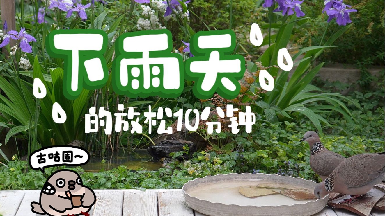 让雨天的小鸟们来治愈你吧 (´｡･v･｡｀)