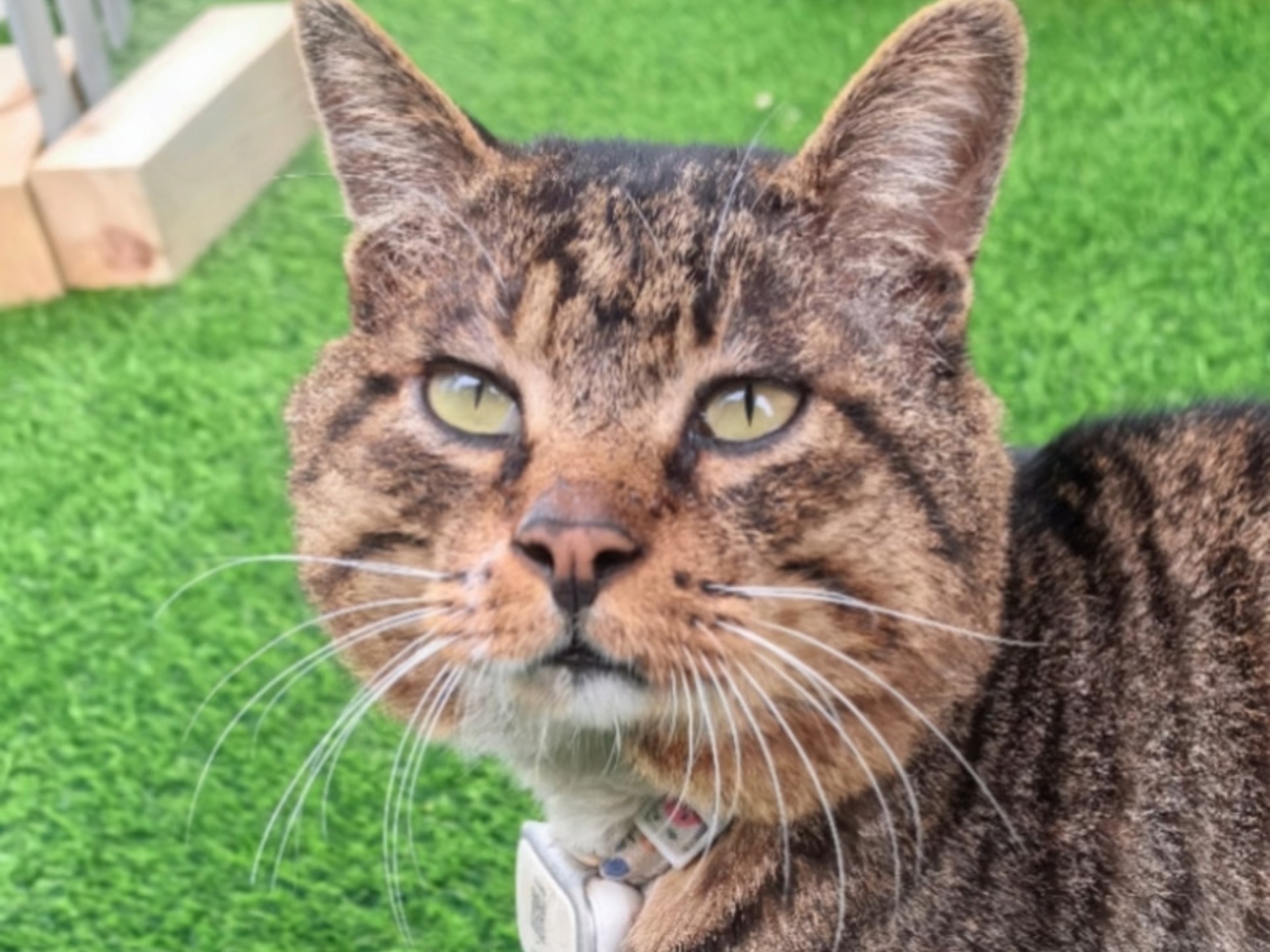 大脸猫身价超过五位数了，猫猫看病确实很贵啊，但总不能看着它回