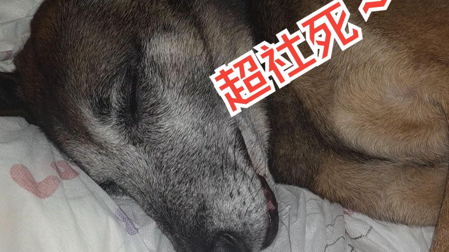 撒狗大晚上的呼呼大睡