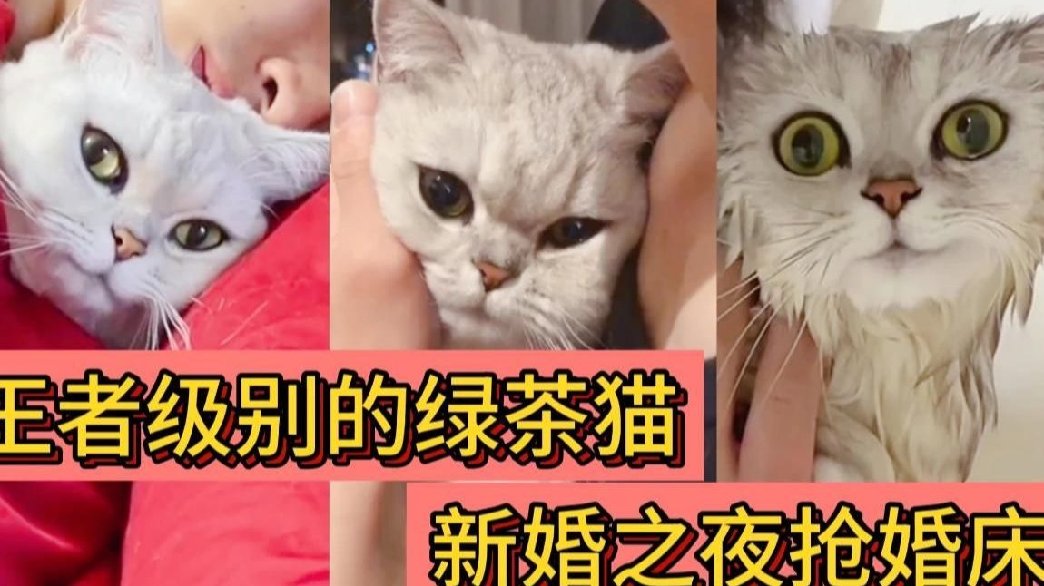 王者级的绿茶猫，假扮柔弱求关注，更是直接霸占婚床，这还是猫吗