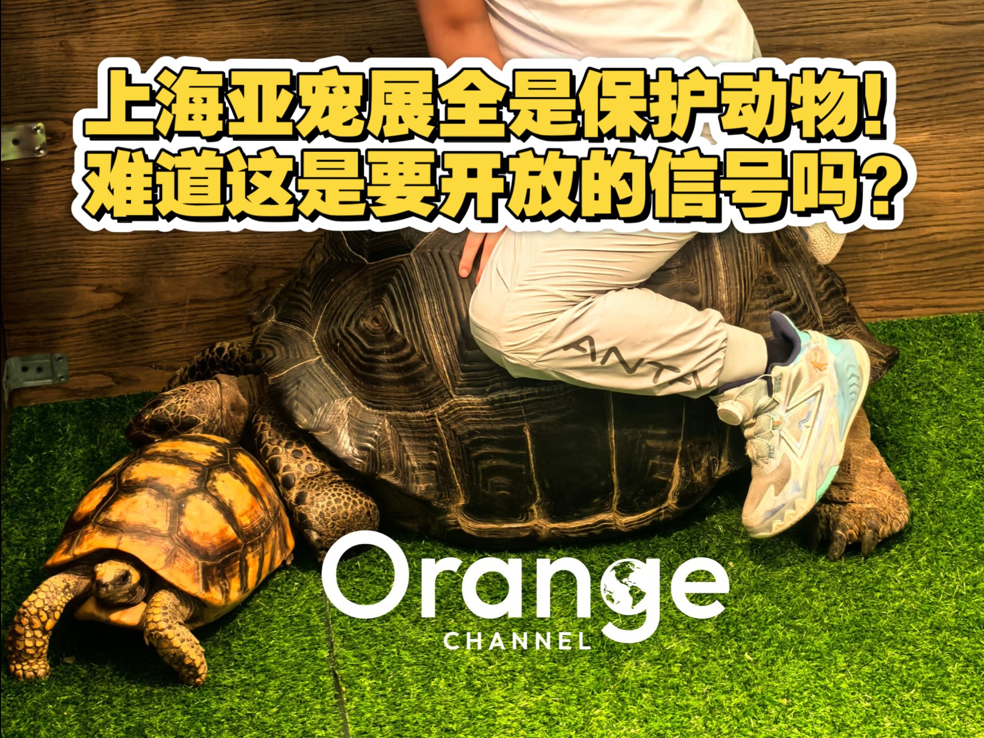 2025上海亚宠展！全是保育动物！这是要开放了？