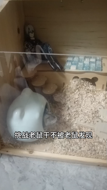 挑战老鼠干不被老鼠发现