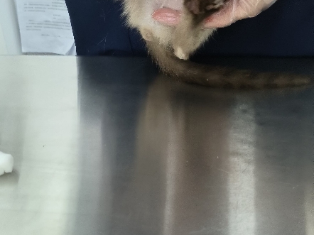 给小皮球打针第四天。猫瘟的两针，和传腹一针。给人家小妹妹手