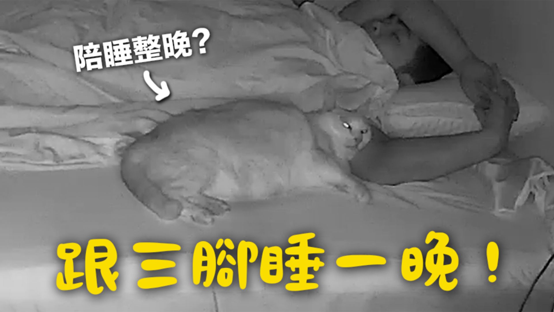 【黃阿瑪的日常】跟三腳睡一晚！會陪睡一整晚嗎？