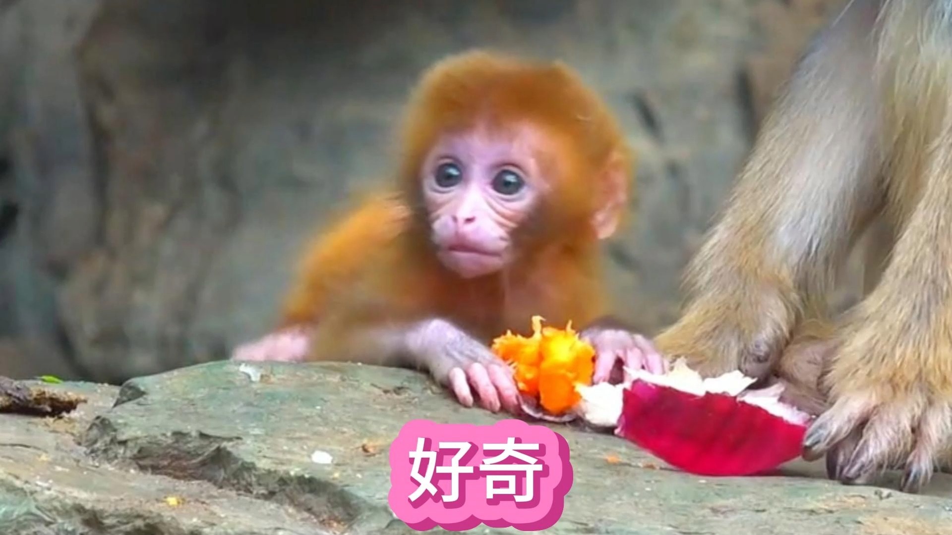 猴宝好奇心很强，逮着什么都想探个究竟，把尾巴当玩具玩出了花样