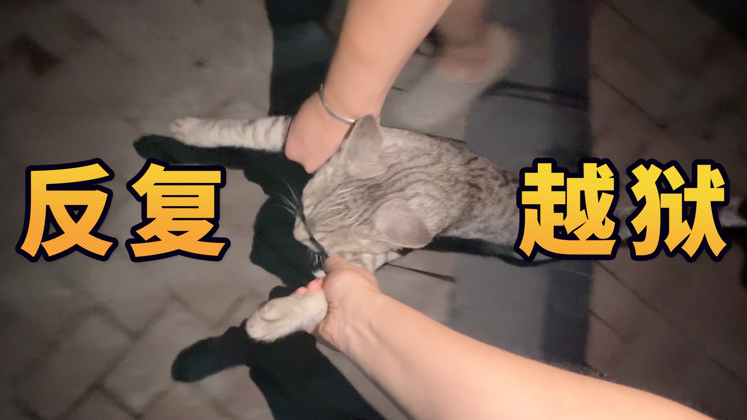 害，没点脑子真养不了这猫！