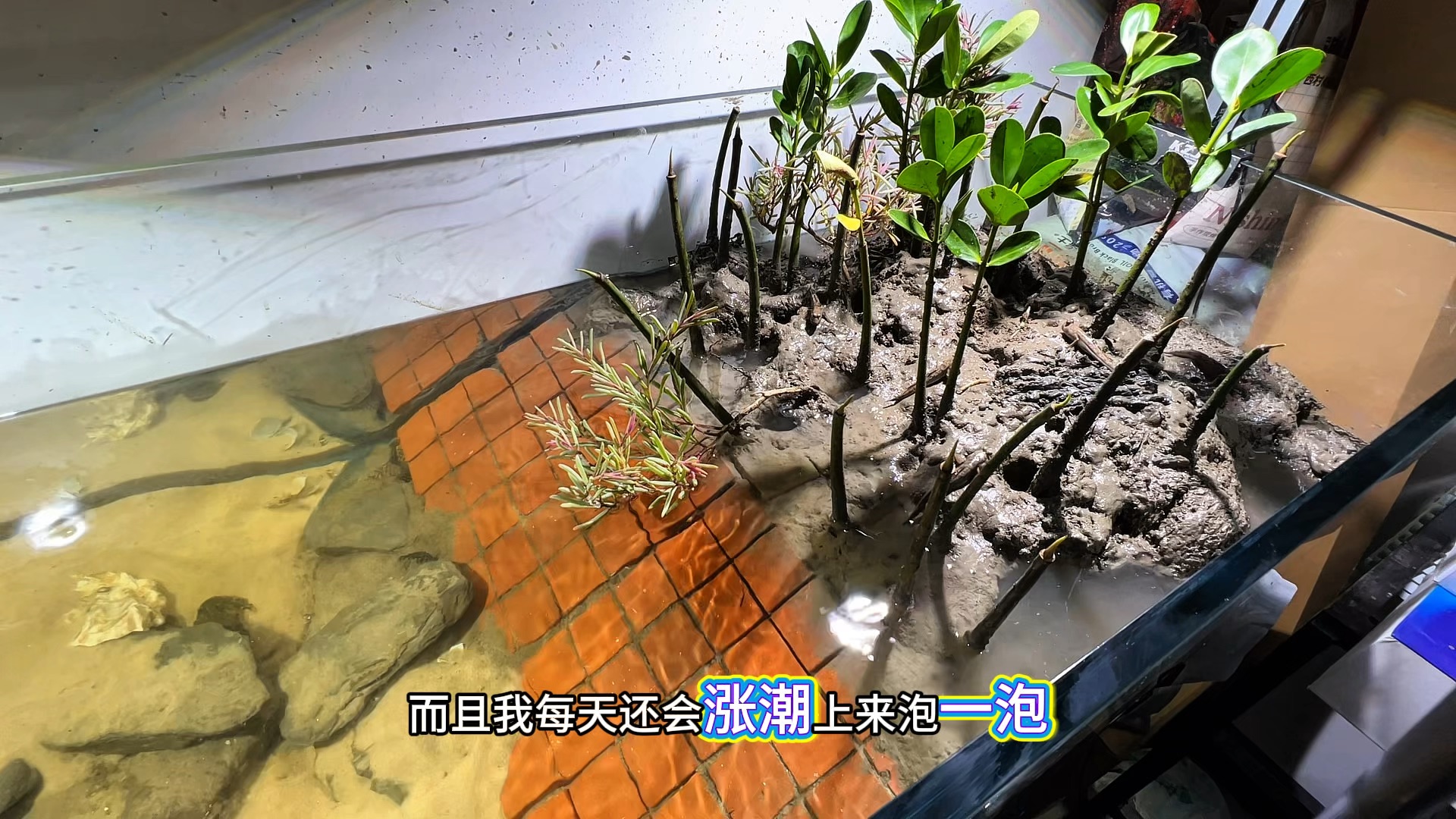 泥巴缸养青蟹第23天#水族#鱼缸