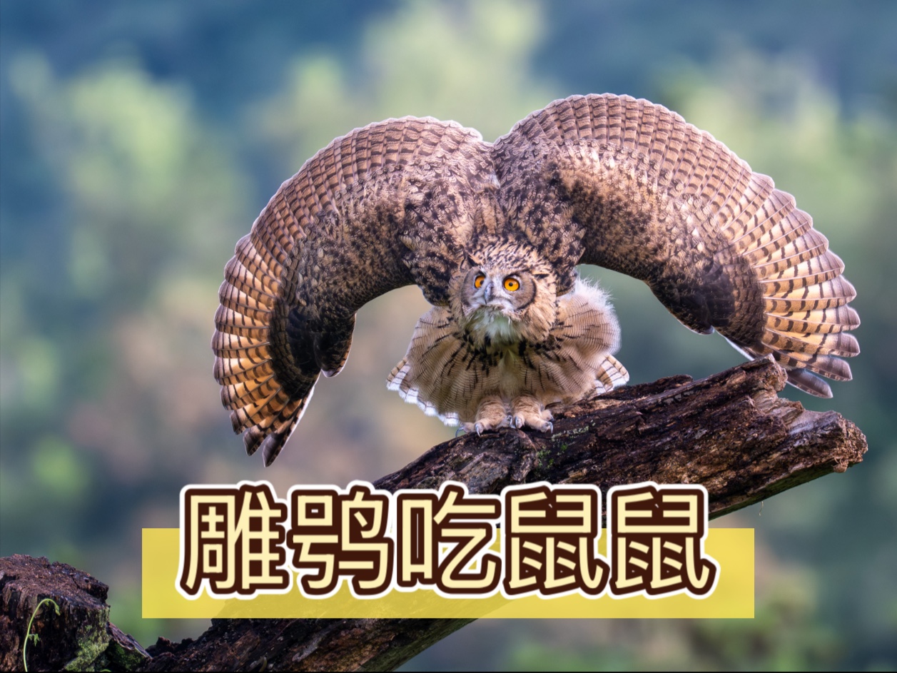 大猫！飞！大猫！飞！大猫！飞！大猫！飞！