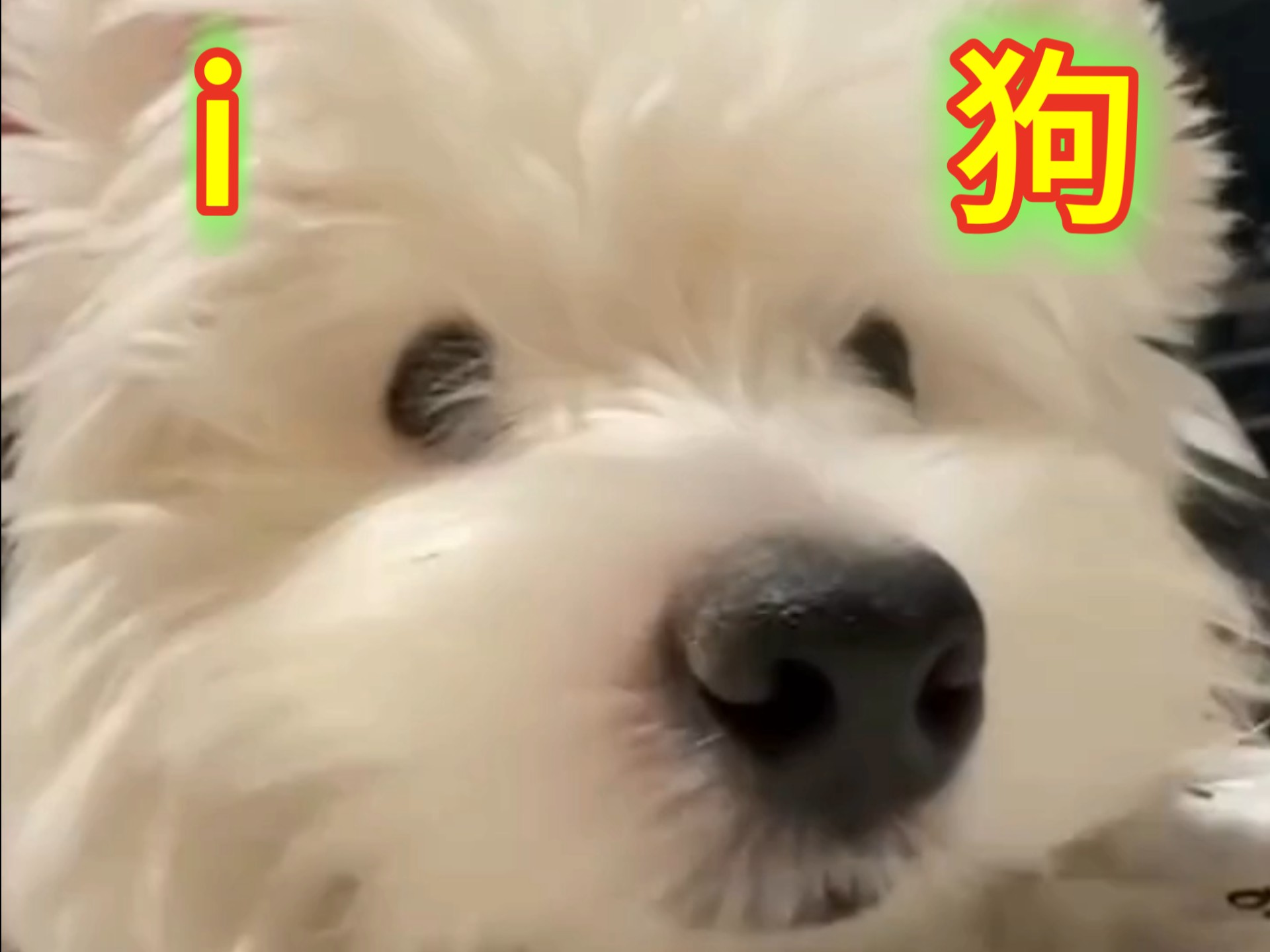 我真的是i狗！