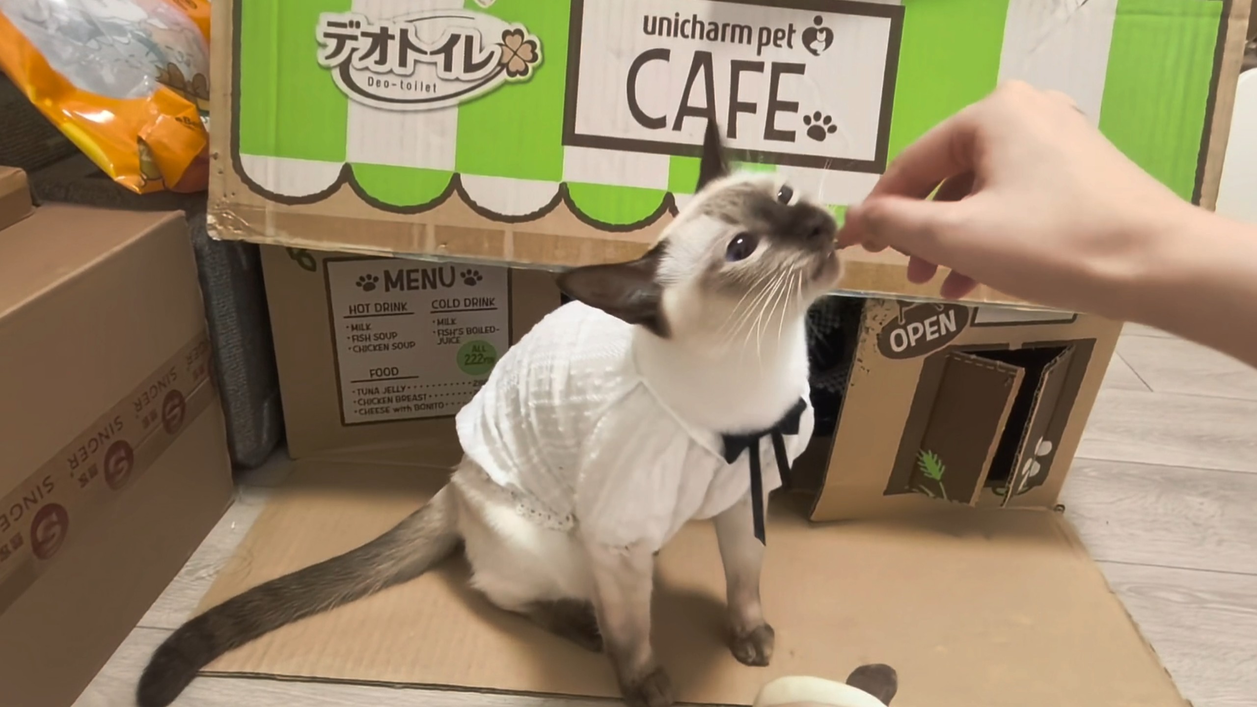 当你准备开始喂猫，你的猫：