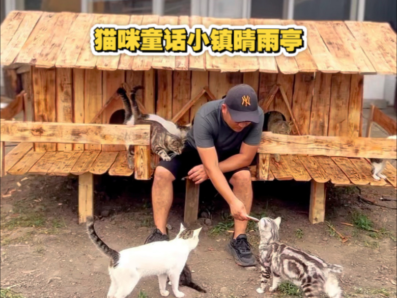 给流浪猫造的100个童话梦，第四个梦小镇晴雨亭今天做好啦，以后