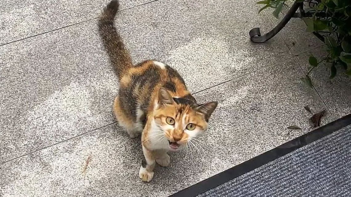 猫妈每日打卡：取餐→配送→看崽干饭→满意离开