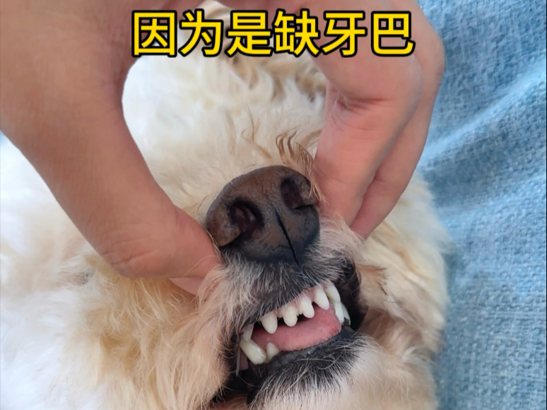 缺牙巴小狗心里的痛没有人明白！